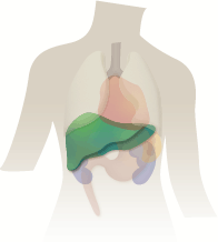 The Liver in Chinese Medicine