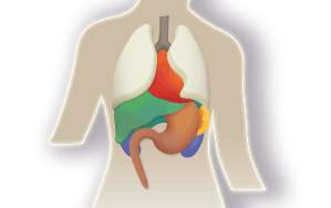 Body Guide Healthy Organs