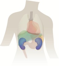 Kidneys