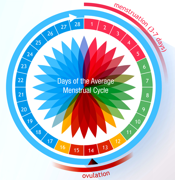 Menstrual Cycle Days Wheel