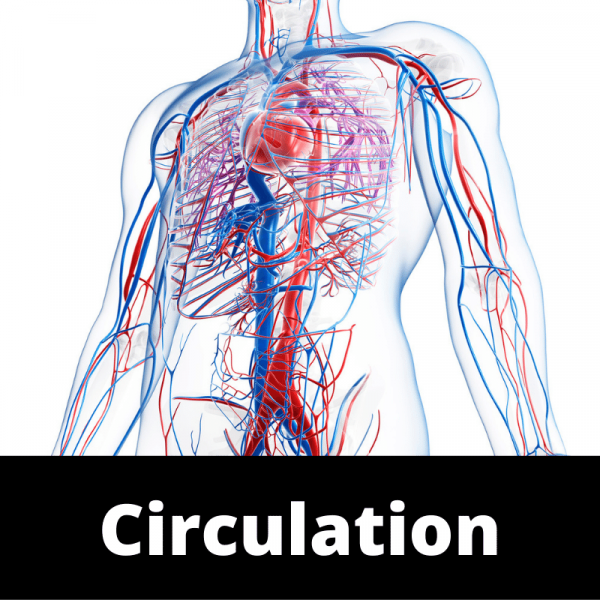 circulation chinese herbs chinese medicine