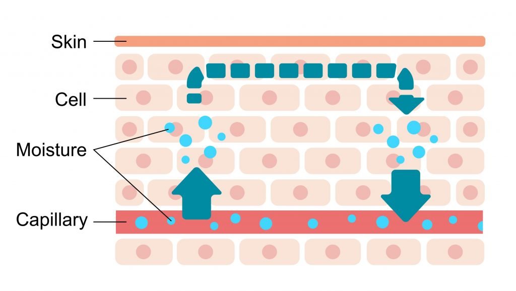Normal Skin Water Circulation Moisture Diagram LG
