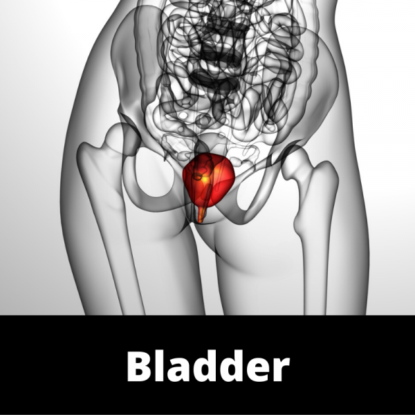 Main - Bladder - Ailments Images