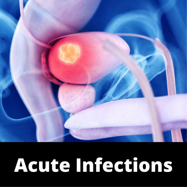 Main - Bladder - Subcategories Acute Infections - Ailments Images
