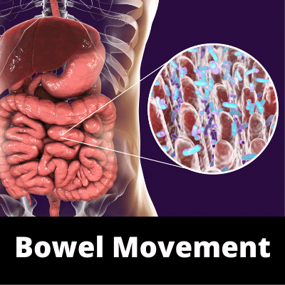 Bowel Movement - Main Image - Ailments Images