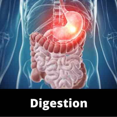 Digestion - Main Image - Ailments Images