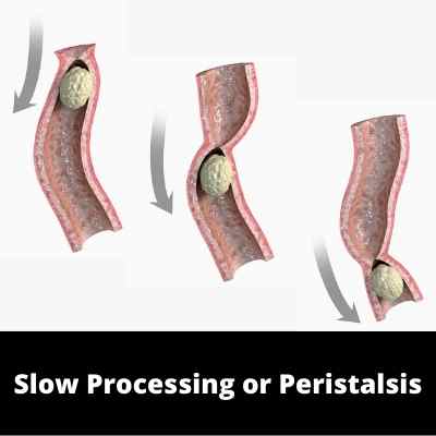 Digestion - Peristalsis - Subcategories - Ailments Images