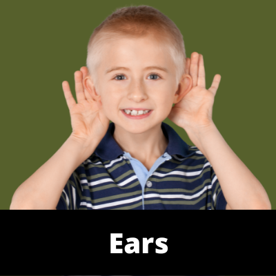 Ears - Category - Chinese Herbs