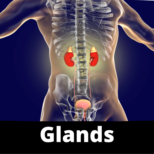 Glands - Main Image - Ailments Images