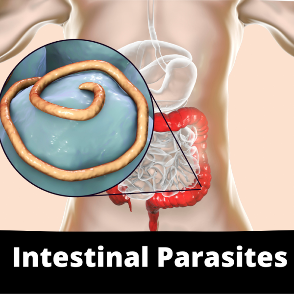 Intestinal Parasites - Chinese Herbs