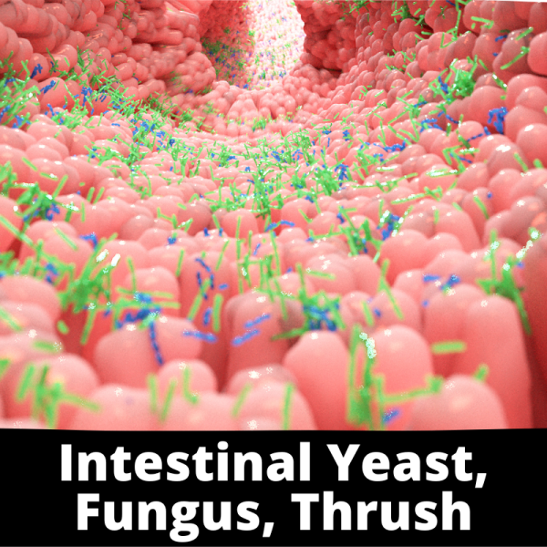 Intestinal, Yeast, Fungus, Thrush - Chinese Herbs