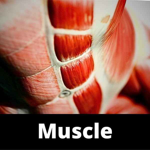 Muscle - Ailments Images - Chinese Herbs