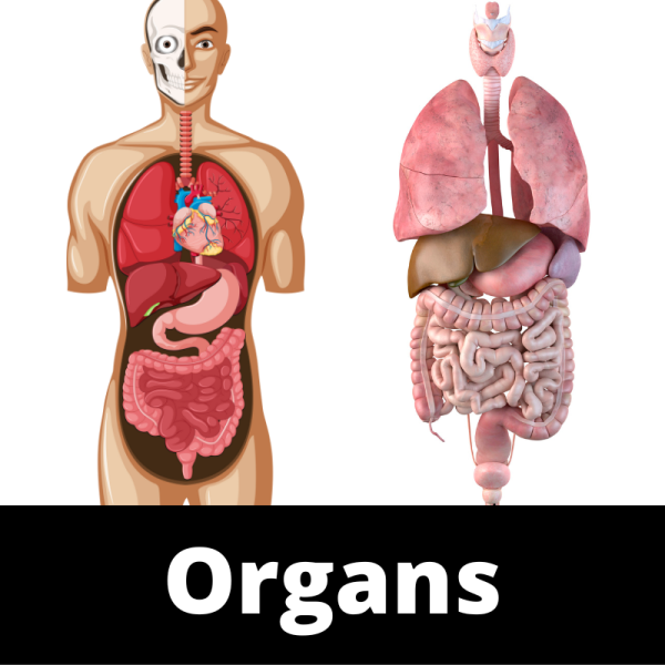 Organs - Ailments Images - Chinese Herbs