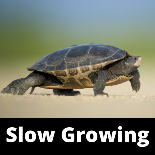 Slow Growing - Nails Subcategory - Ailments Images - Chinese Herbs