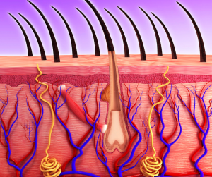 Hair Follicle Illustration