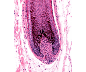 Hair Follicles Microscopic Image 