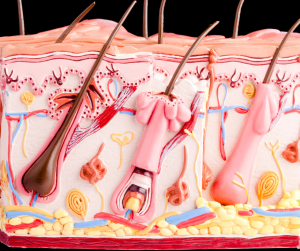 Hair Follicles Skin 3D Diagram