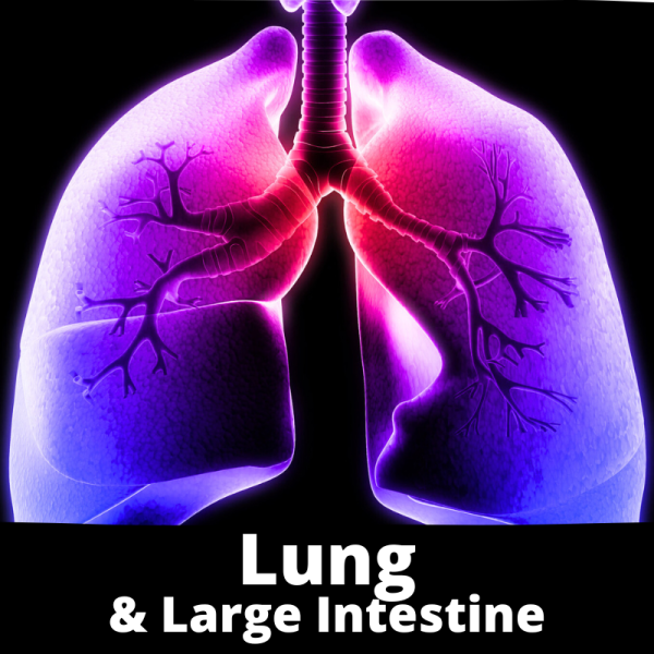 Lung & large intestine organ system - category images - Chinese Herbs