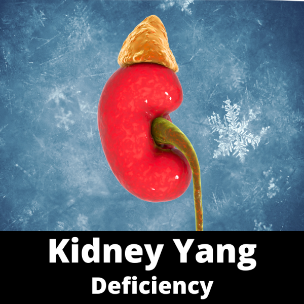 Kidney Yang Deficiency - Chinese Herbs - category sub images