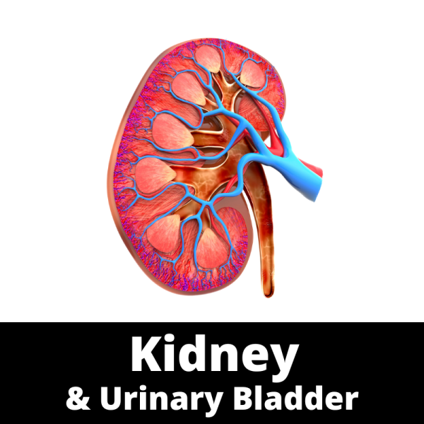 Kidney & urinary bladder organ system - category images - Chinese Medicine