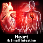 Heart & Small Intestine - Category Images - Chinese Herbs
