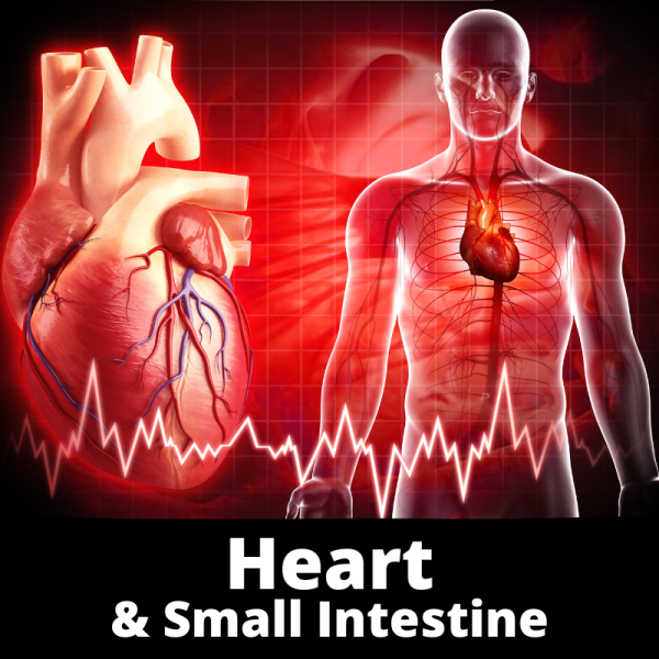 Heart & Small Intestine - Category Images - Chinese Herbs
