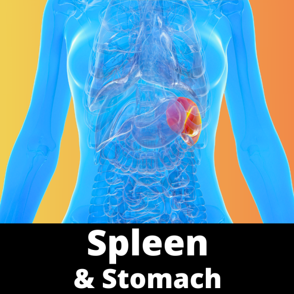 Spleen & Stomach organ system - category images - Chinese herbs