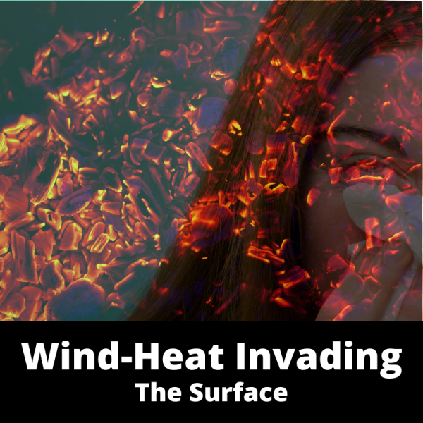 Wind-Heat Invading The Surface - Chinese Herbs - subcategory images